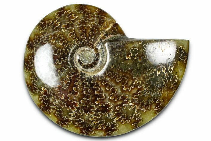 Polished Ammonite (Cleoniceras) Fossil - Madagascar #365015